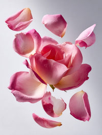 Rosa de Maio